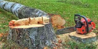 Best Storm Damage Tree Cleanup  in Monmouth Junction, NJ