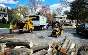 Best Tree Risk Assessment  in Monmouth Junction, NJ