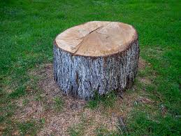 Best Commercial Tree Services  in Monmouth Junction, NJ