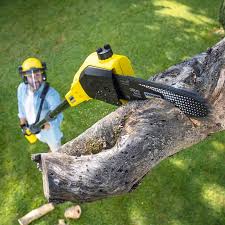 How Our Tree Care Process Works  in  Monmouth Junction, NJ