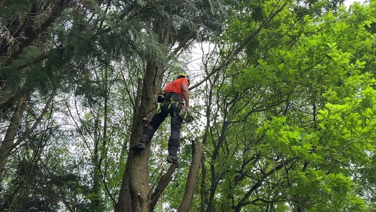 Trusted Monmouth Junction, NJ Tree Removal Experts