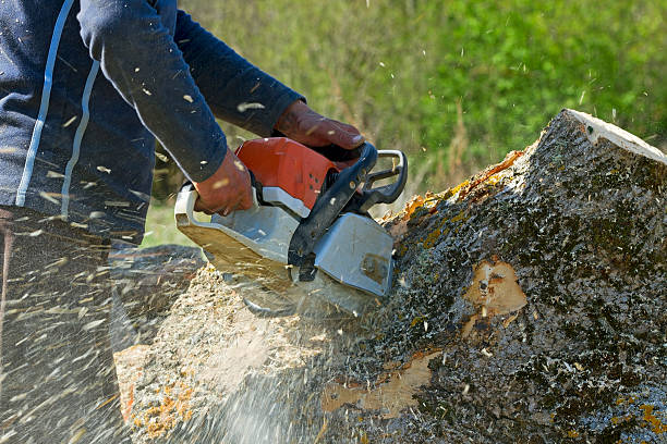 Best Hedge Trimming  in Monmouth Junction, NJ